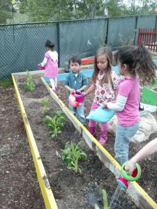3 sisters gardening with teacher ron at La Costa Valley Preschool and Kindergarten